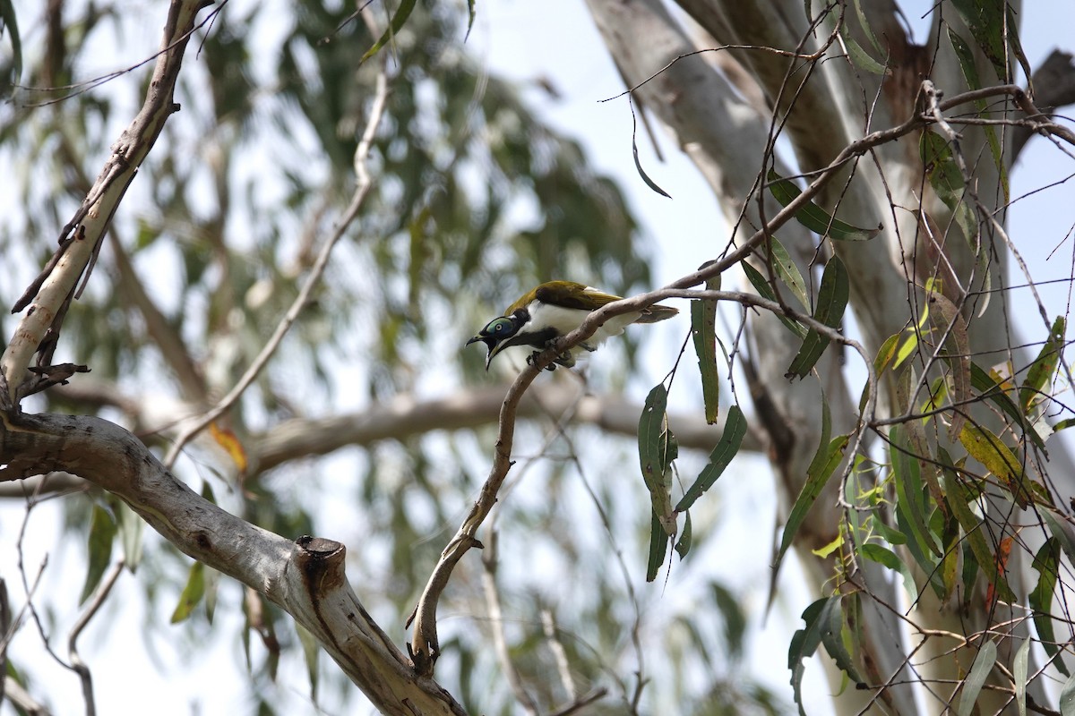 Blue-faced Honeyeater - ML624180108