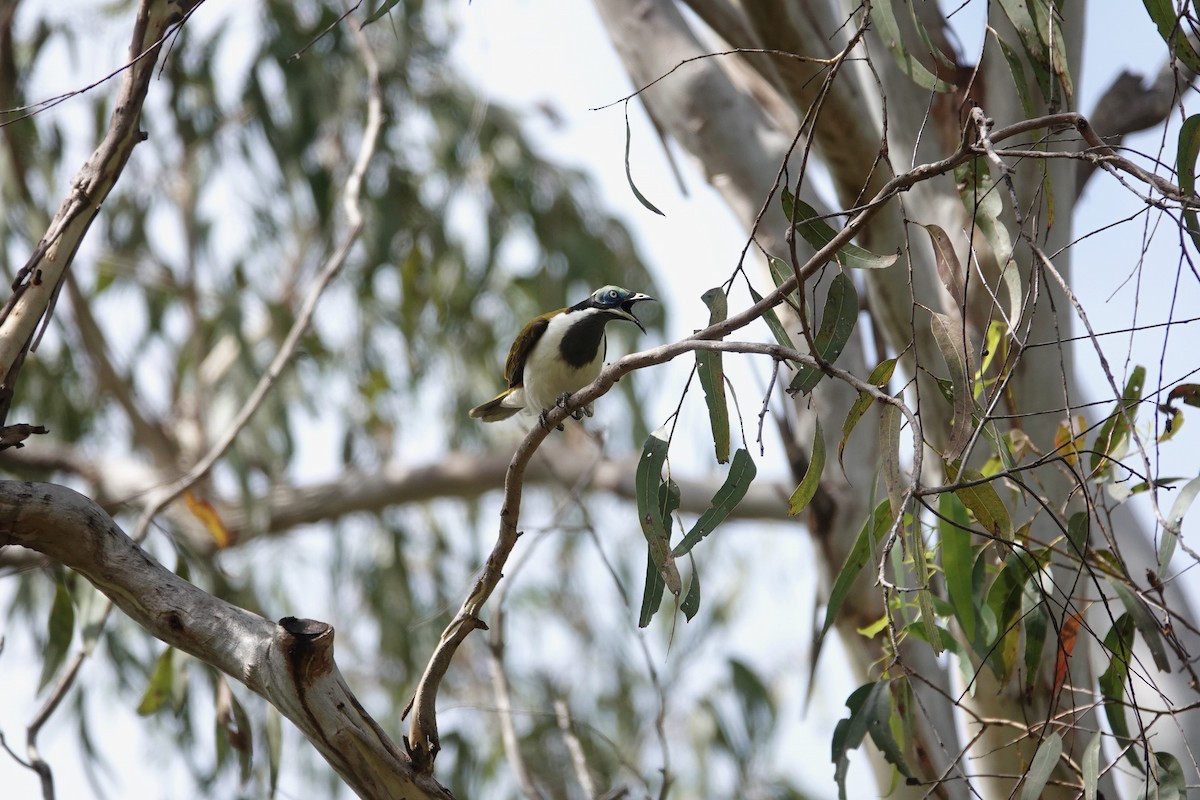 Blue-faced Honeyeater - ML624180109