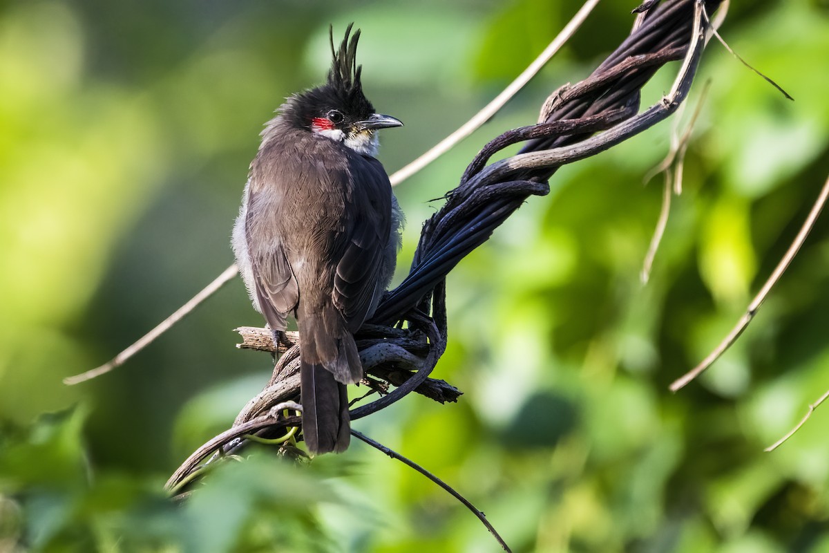 Bulbul Orfeo - ML624180118