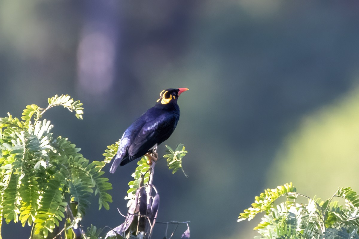 Southern Hill Myna - Ravi Jesudas