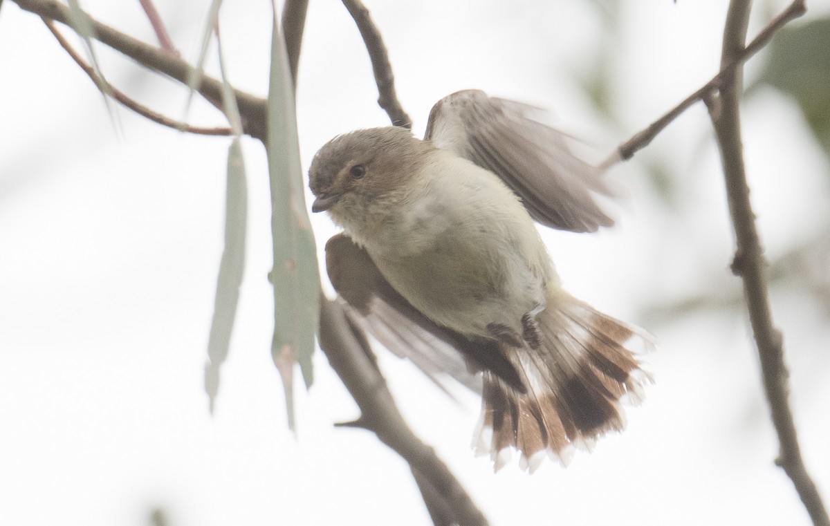 Weebill - ML624180122