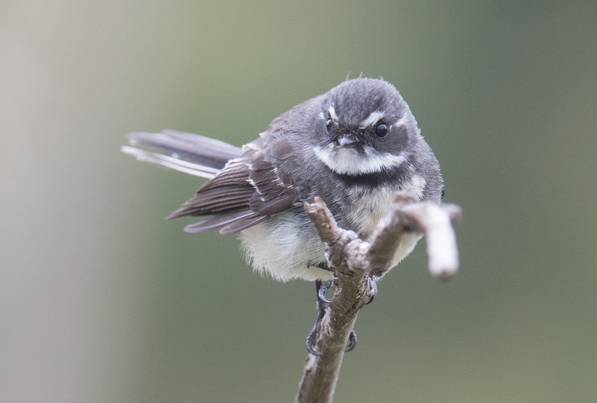 Gray Fantail - ML624180129