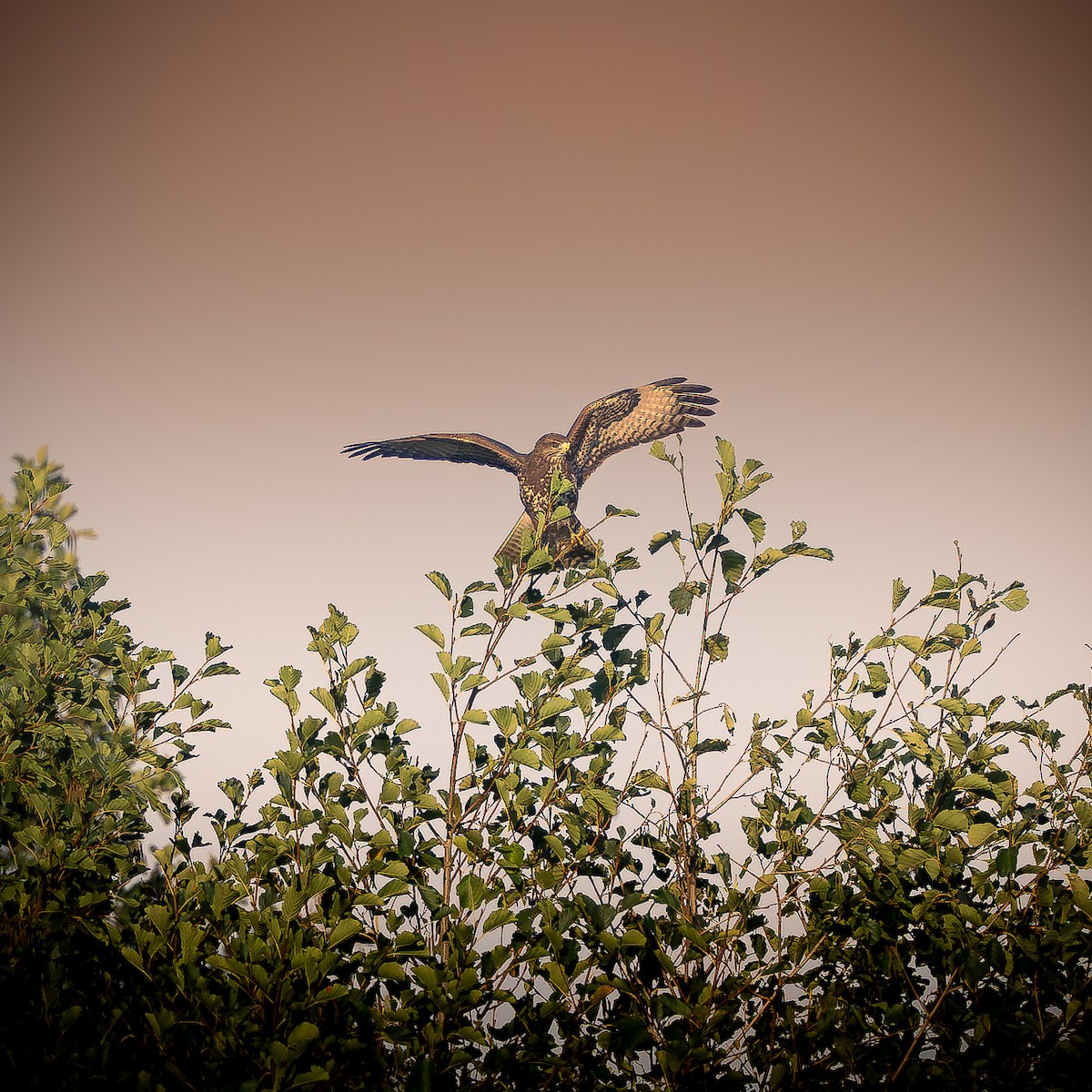 Common Buzzard - Krzysztof Nigot