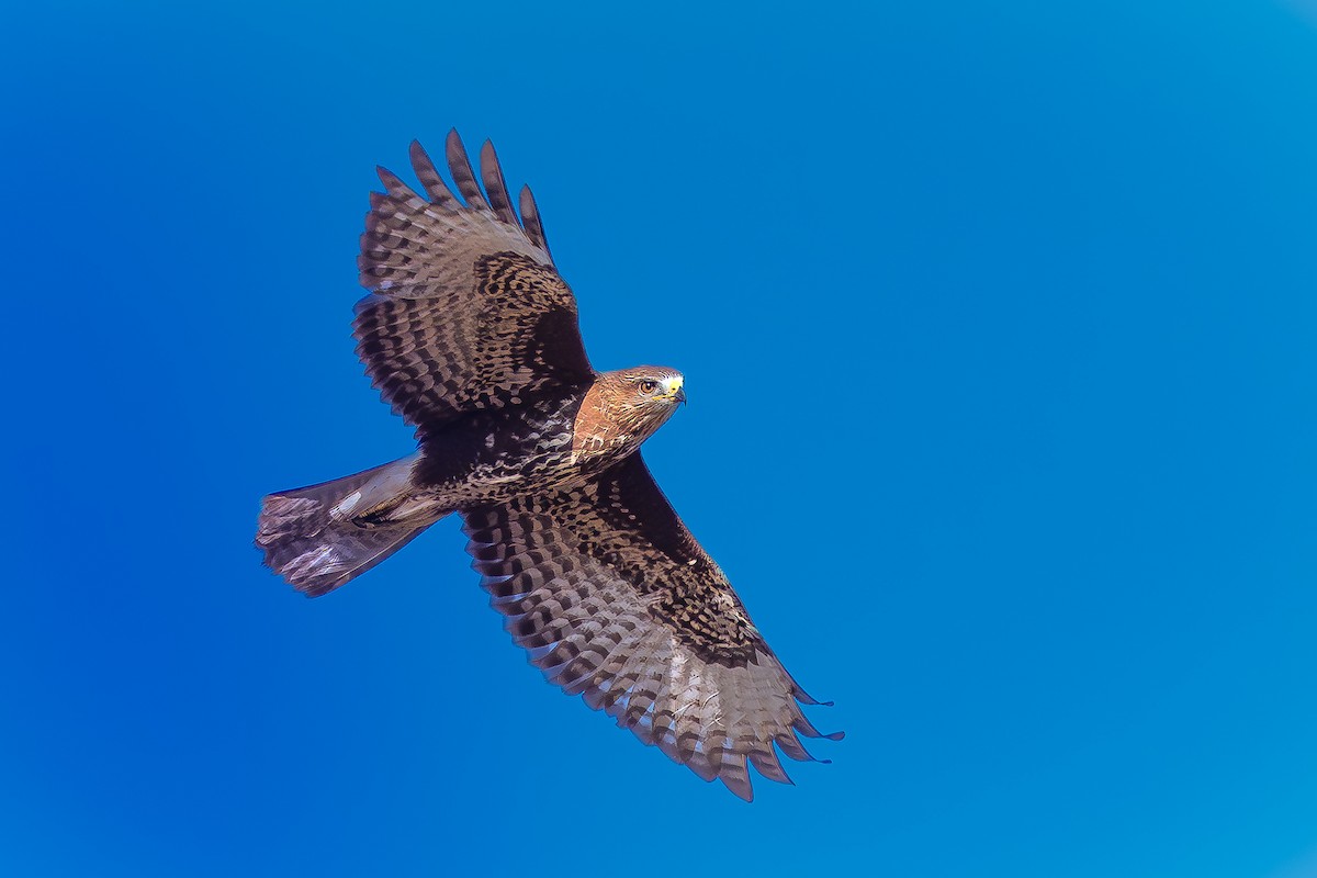 Common Buzzard - Krzysztof Nigot