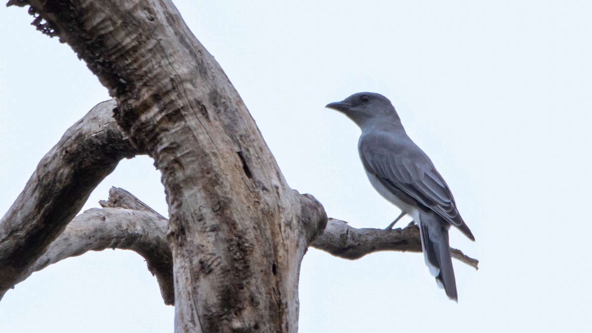 Himalayan/Oriental Cuckoo - ML624180136