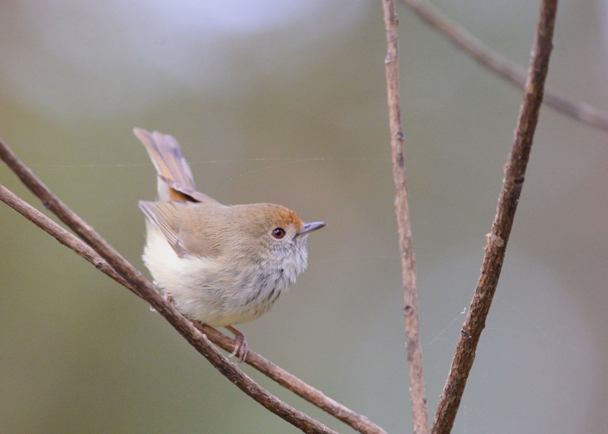 Brown Thornbill - ML624180150