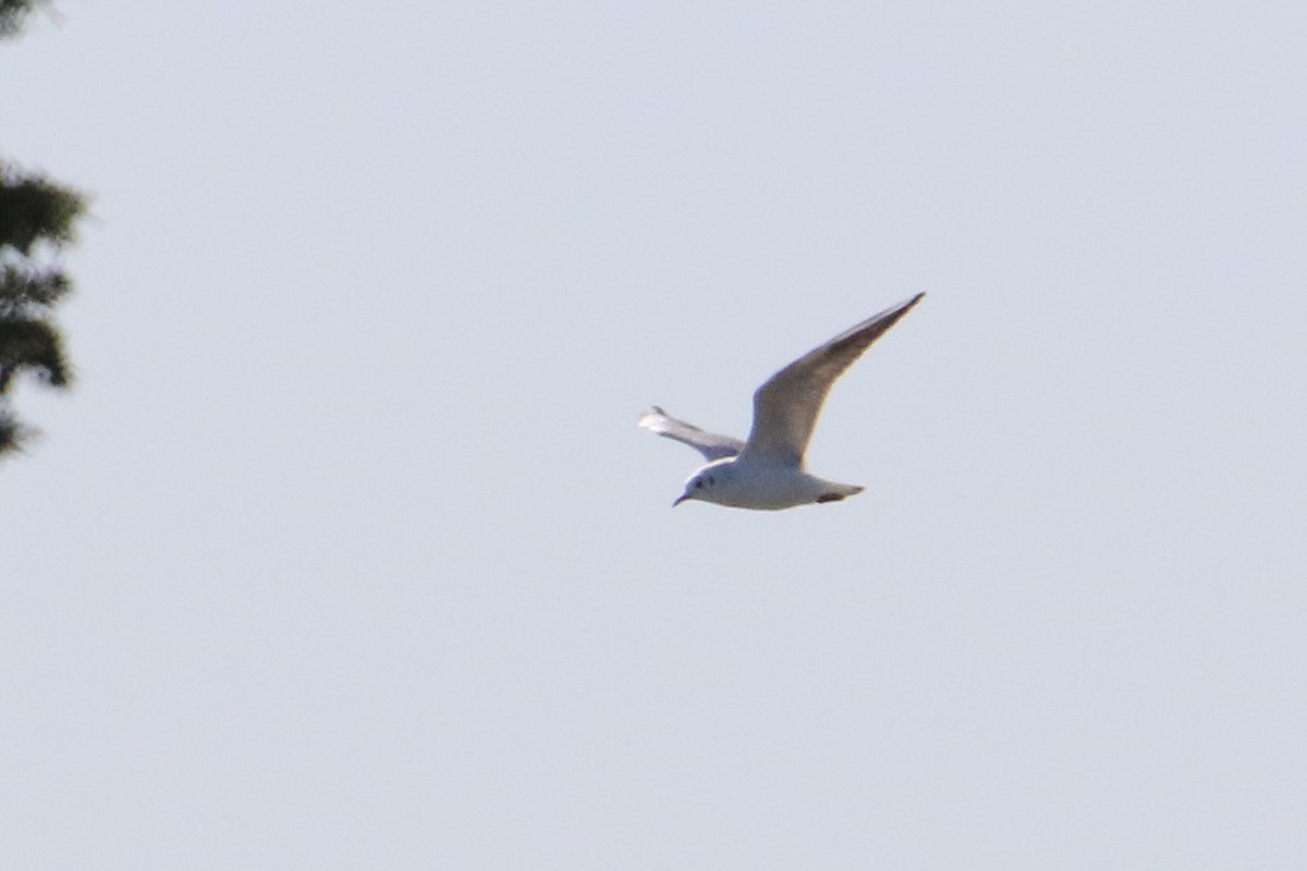 Mouette rieuse - ML624180151