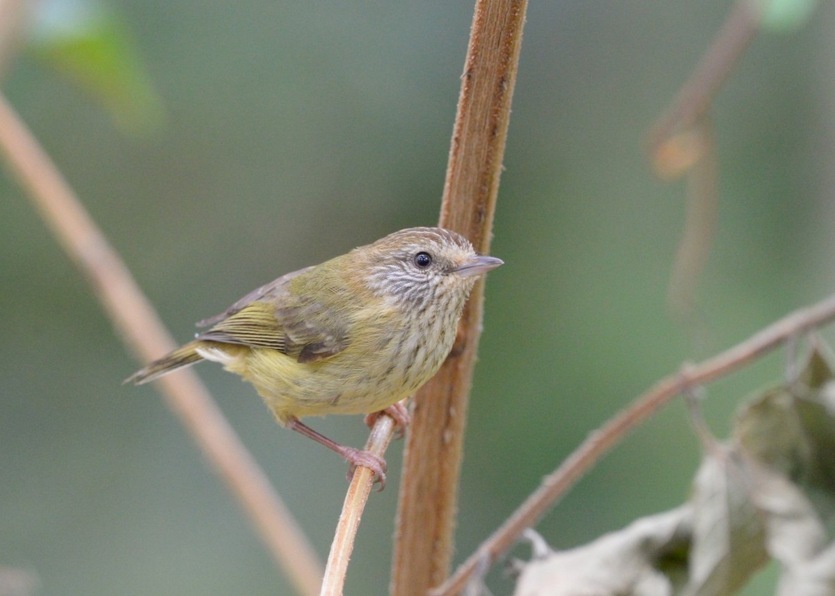 Striated Thornbill - ML624180156