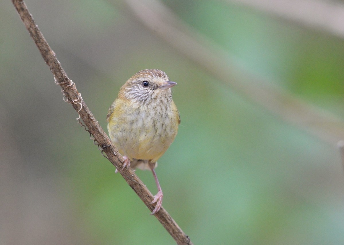 Striated Thornbill - ML624180157