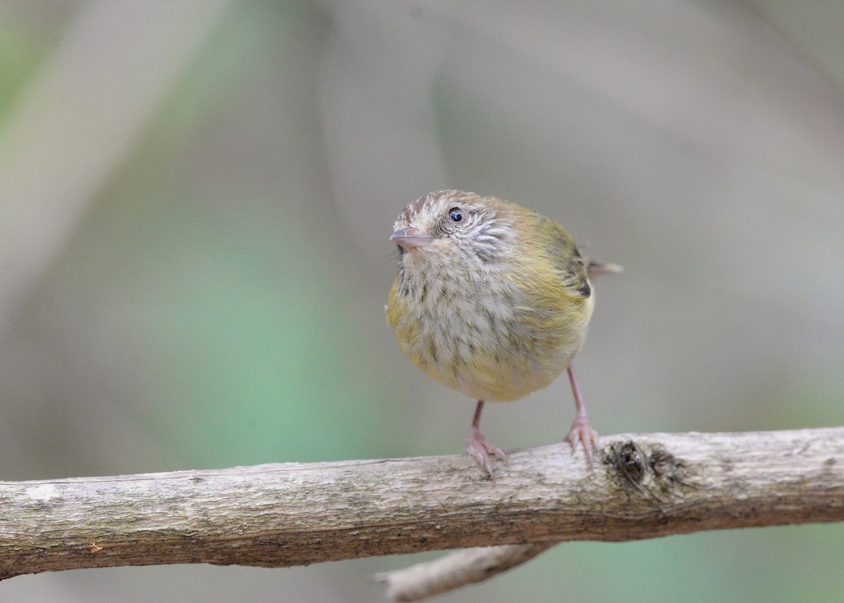 Striated Thornbill - ML624180158