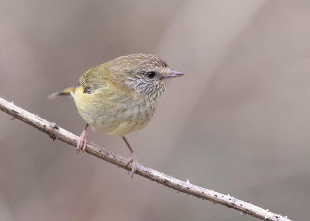 Striated Thornbill - ML624180159