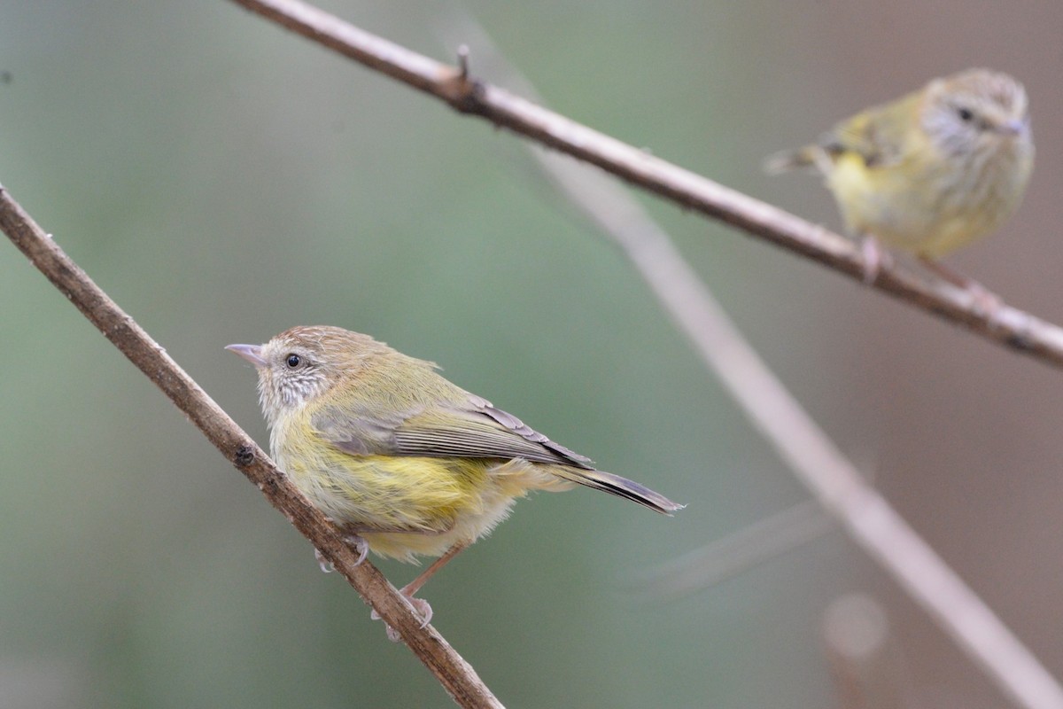 Striated Thornbill - ML624180160