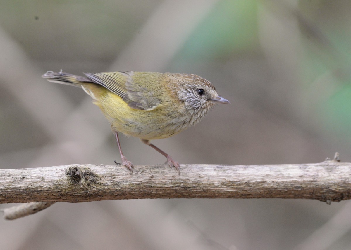 Striated Thornbill - ML624180161