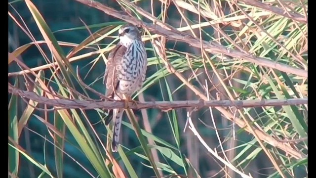 Levant Sparrowhawk - ML624180174