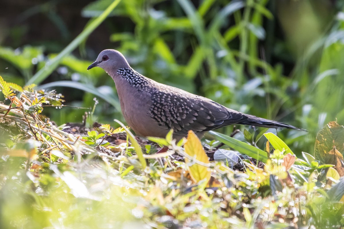 Spotted Dove - ML624180175