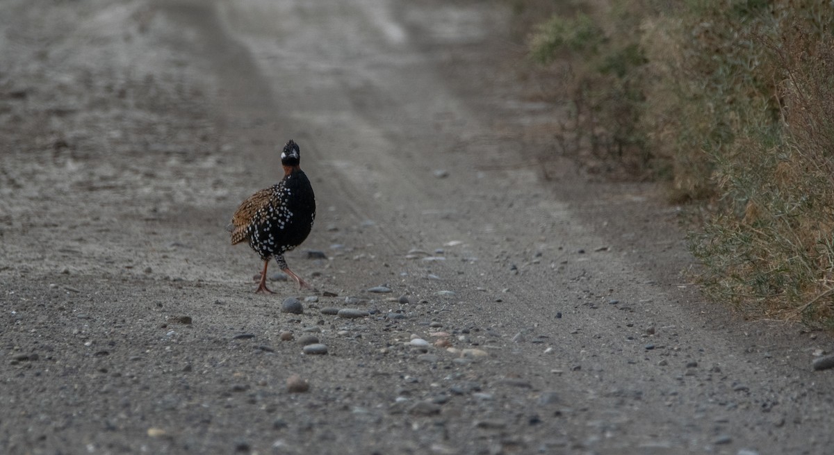 Black Francolin - Nika Budagashvili