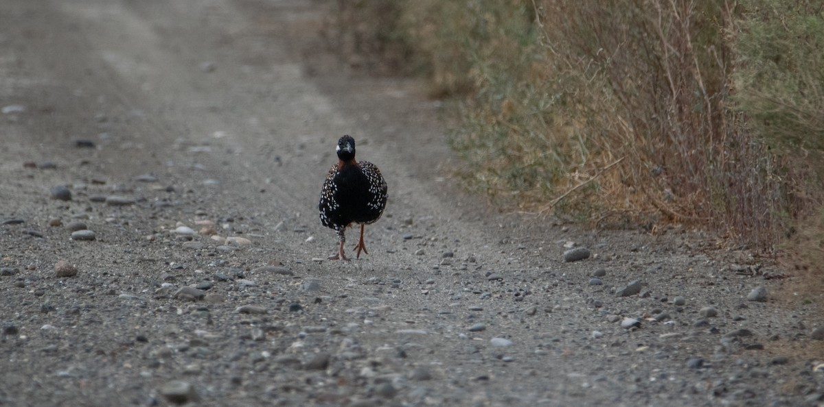 Black Francolin - ML624180186