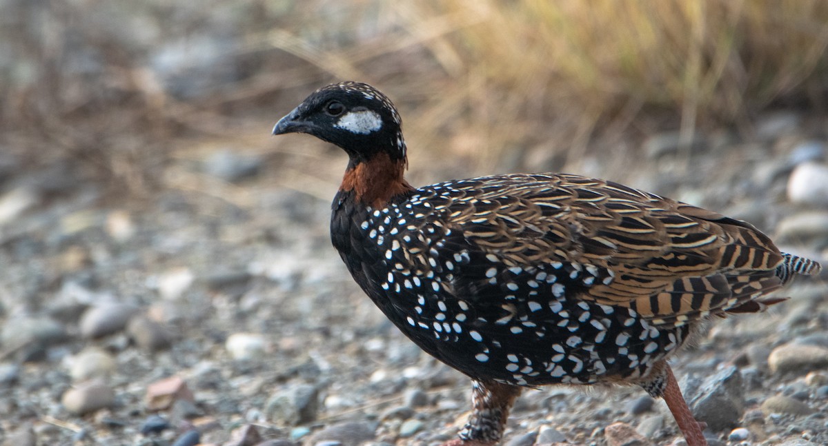 Black Francolin - ML624180187