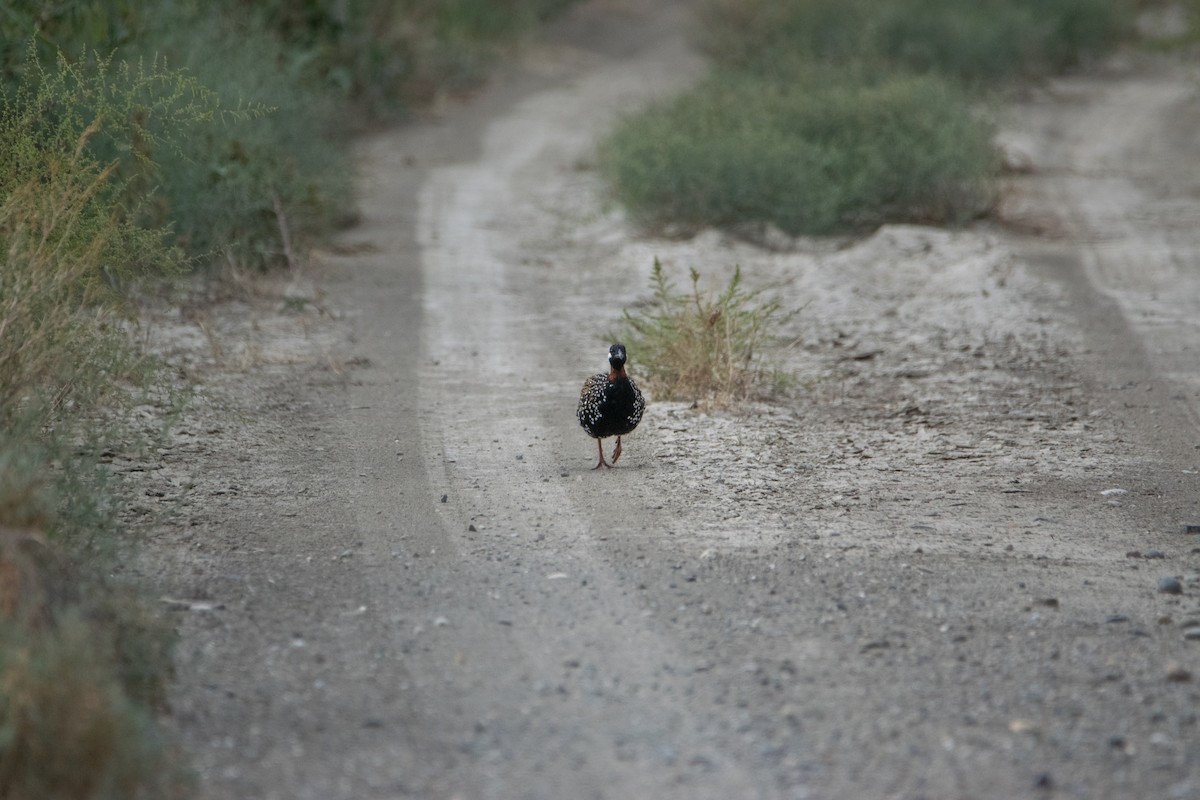 Black Francolin - Nika Budagashvili