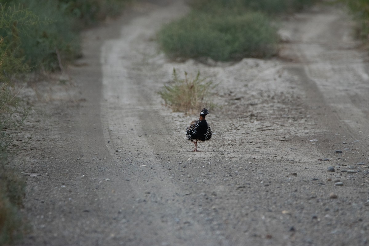 Black Francolin - ML624180189