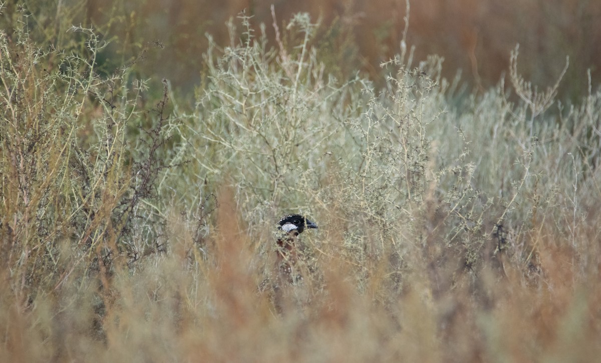 Black Francolin - ML624180190