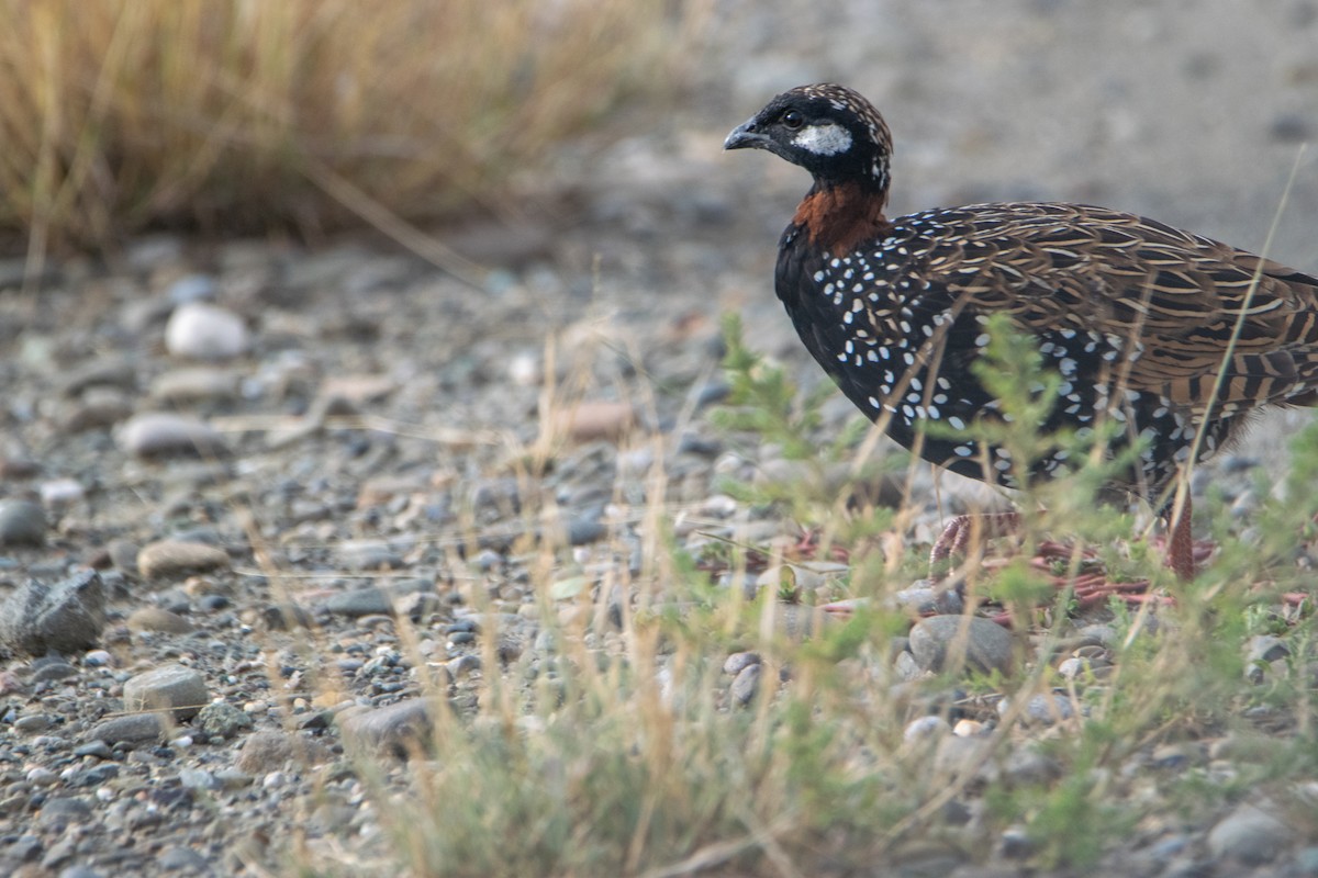 Black Francolin - ML624180191