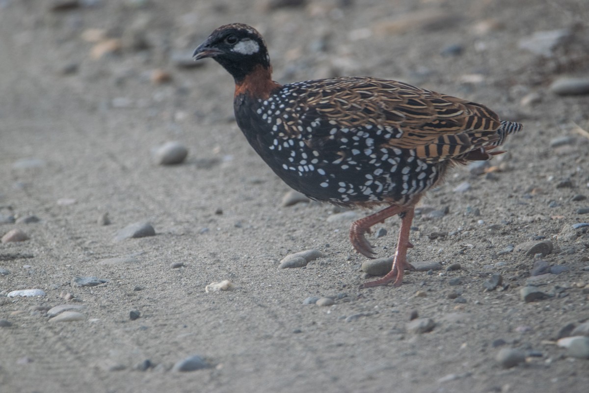 Black Francolin - Nika Budagashvili