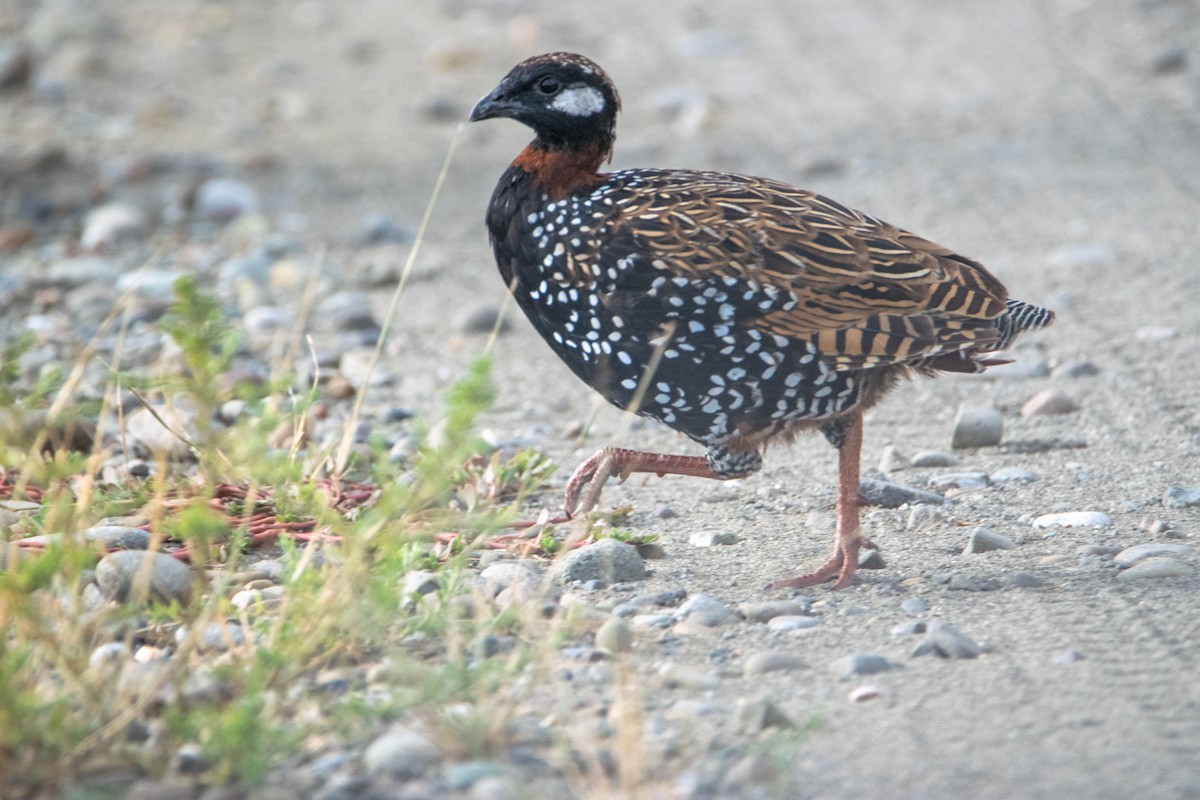 Black Francolin - ML624180194