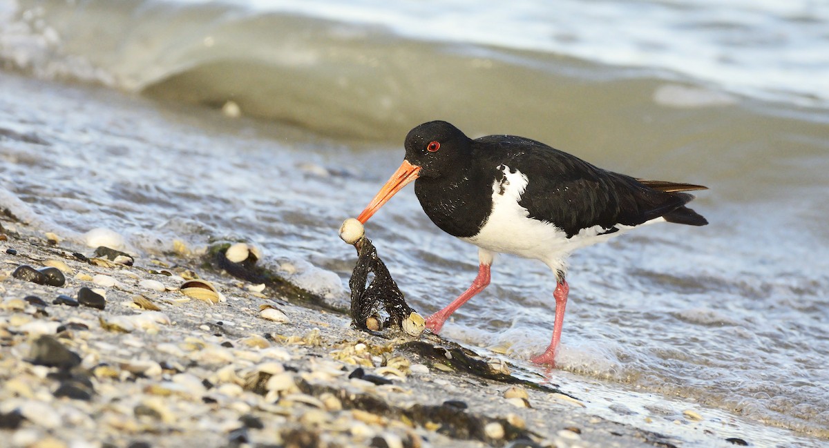 South Island Oystercatcher - ML624180232