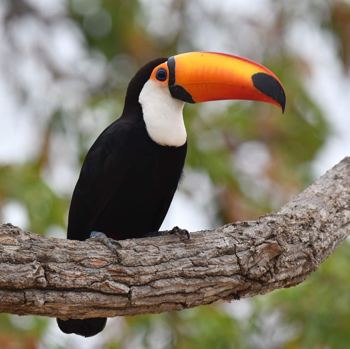 Toco Toucan - ML624180239