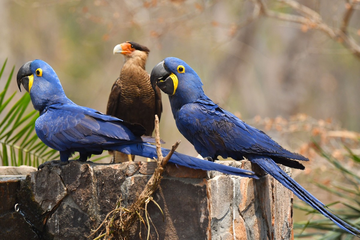 Hyacinth Macaw - ML624180251