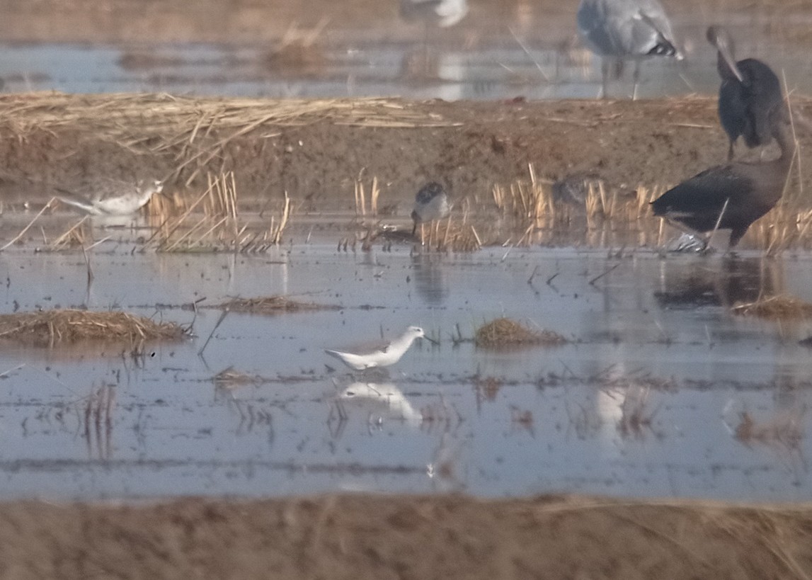 Marsh Sandpiper - Miguel Rodríguez Esteban