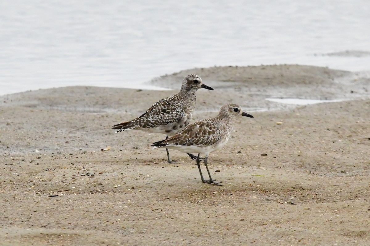 Black-bellied Plover - ML624180280