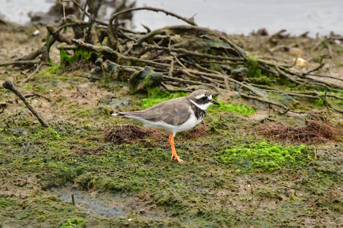 Common Ringed Plover - ML624180281