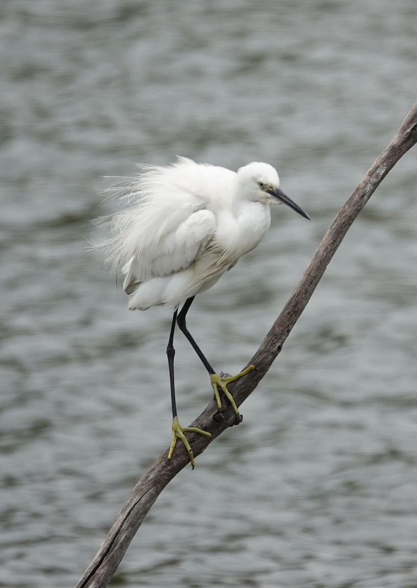 Little Egret - ML624180288