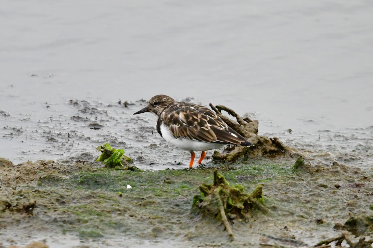 Ruddy Turnstone - Carl  Hawker