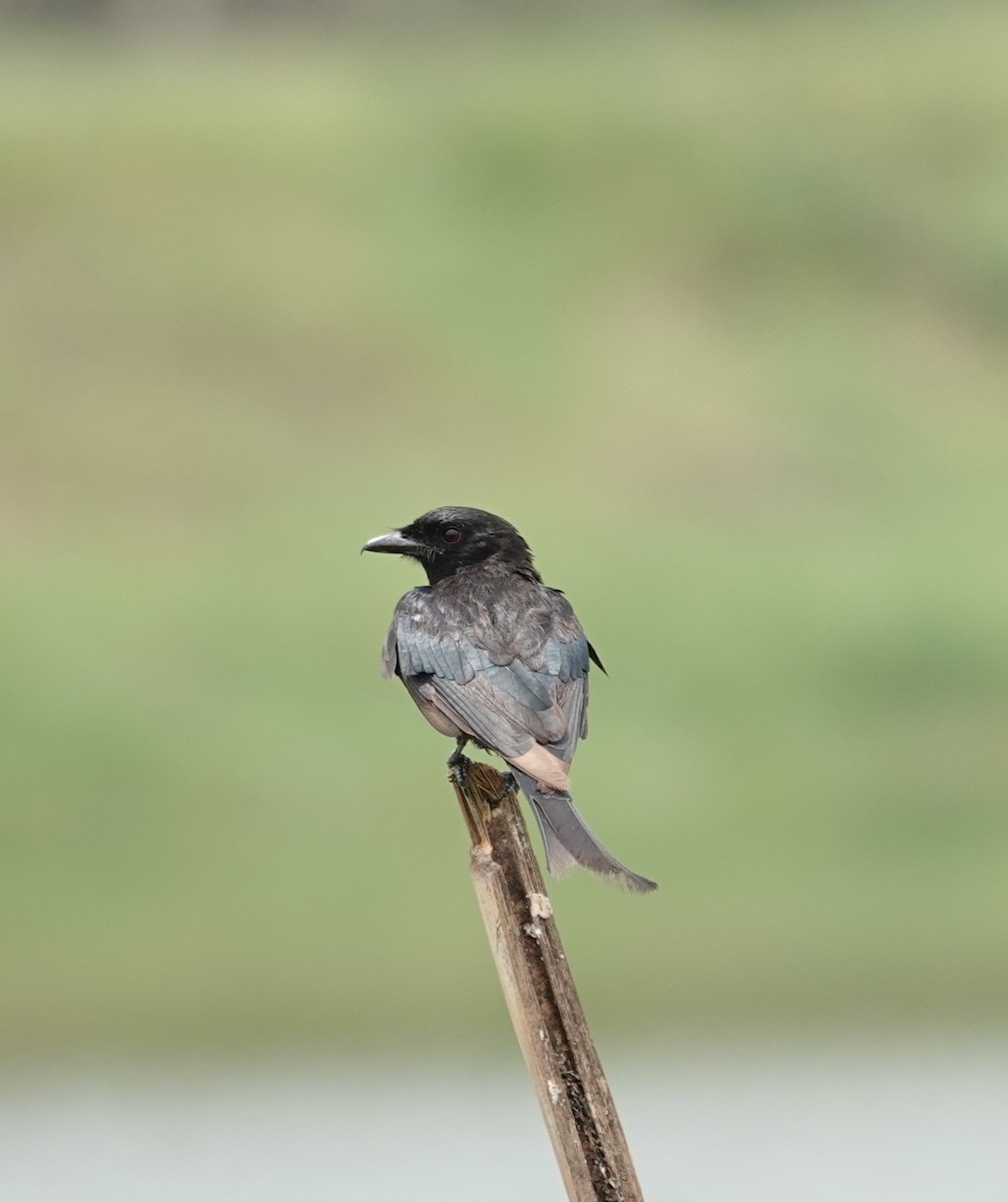 Black Drongo - ML624180292