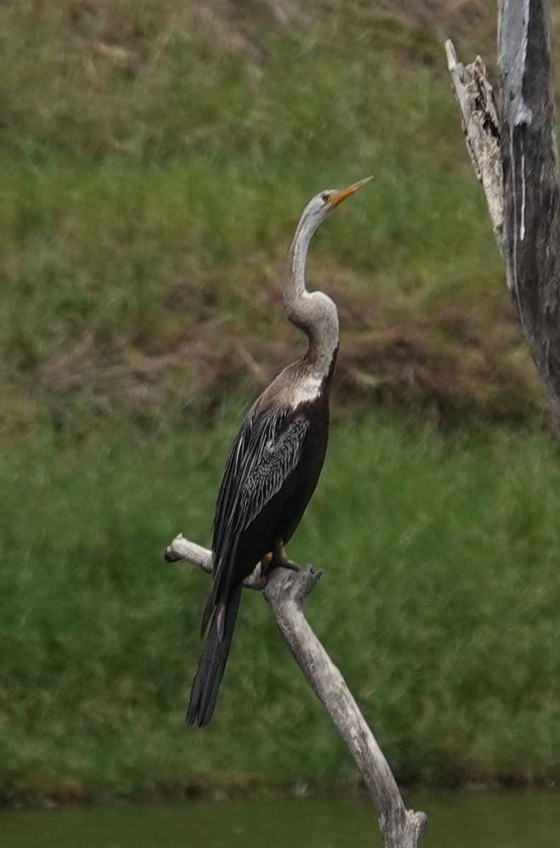 Oriental Darter - ML624180302