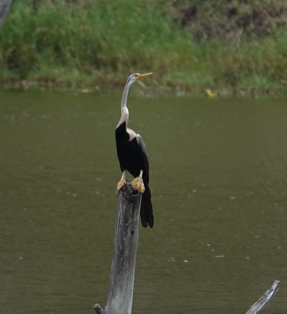 Oriental Darter - ML624180303