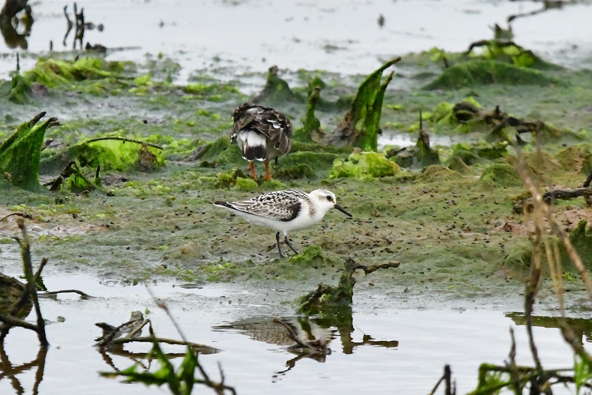 Sanderling - ML624180304