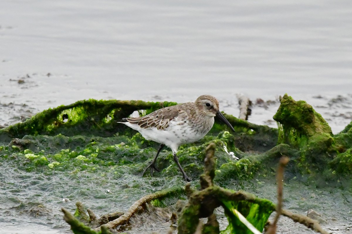 Dunlin - ML624180305