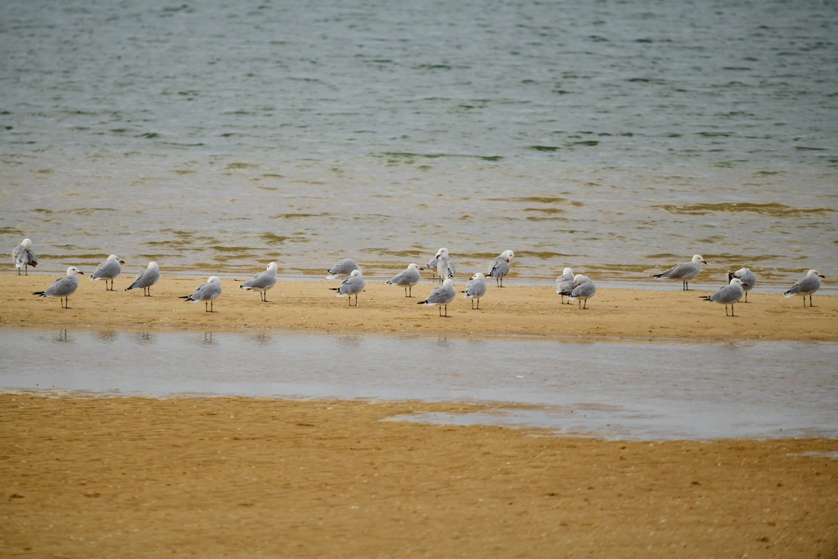 Audouin's Gull - ML624180309