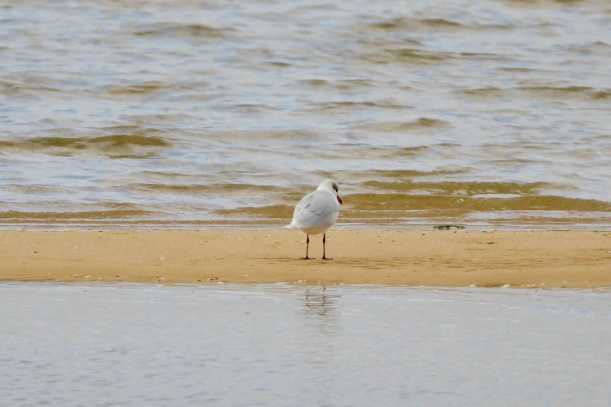 Mediterranean Gull - ML624180310