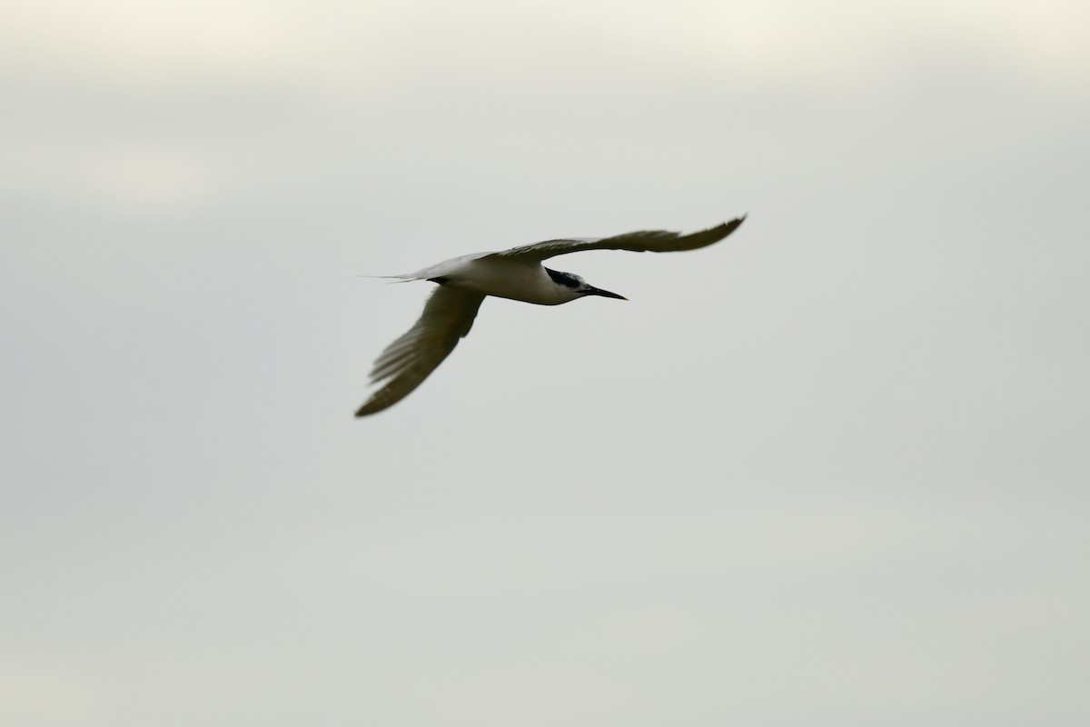 Sandwich Tern - ML624180312