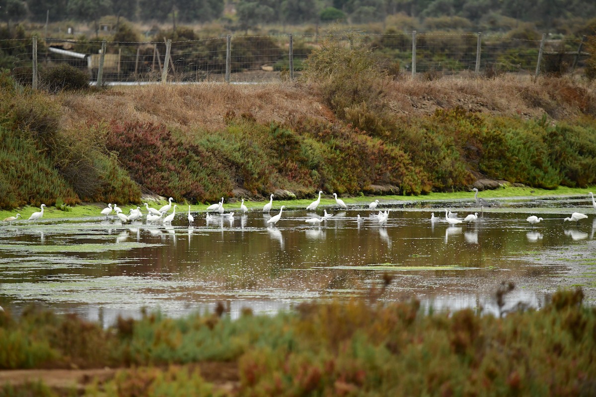 Little Egret - ML624180313