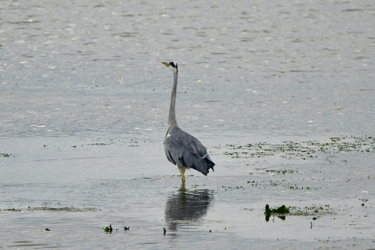 Gray Heron - Carl  Hawker