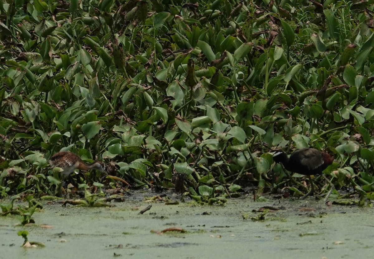 Bronze-winged Jacana - Sagarika gupta