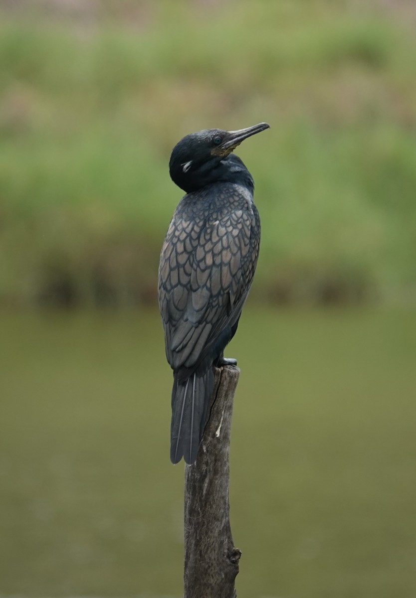 Indian Cormorant - ML624180318