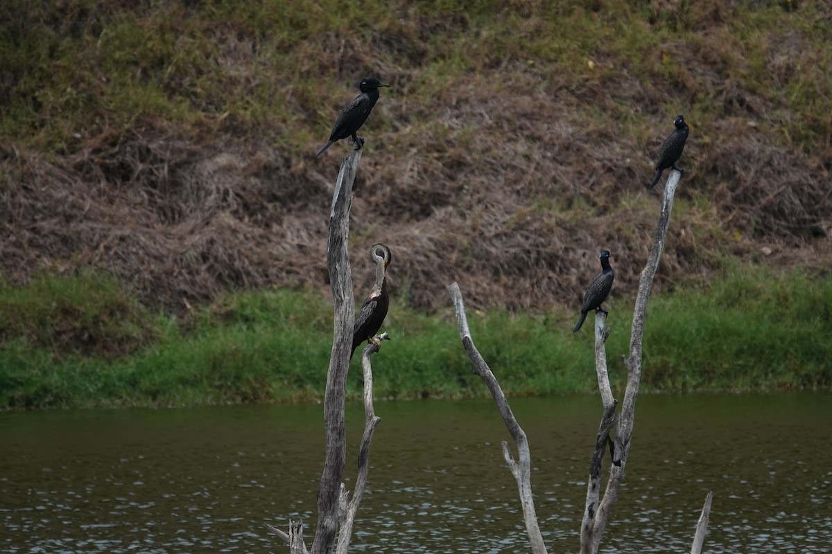 Indian Cormorant - ML624180319