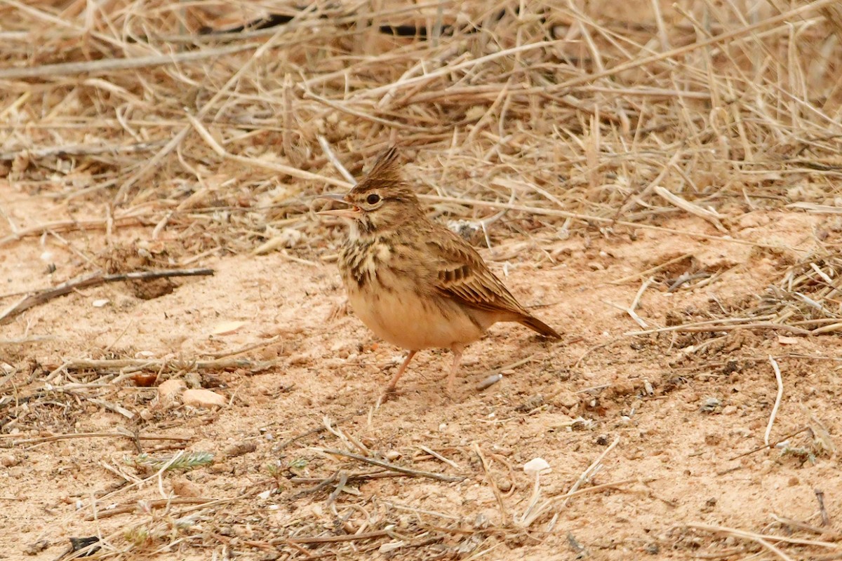 Crested Lark - ML624180320